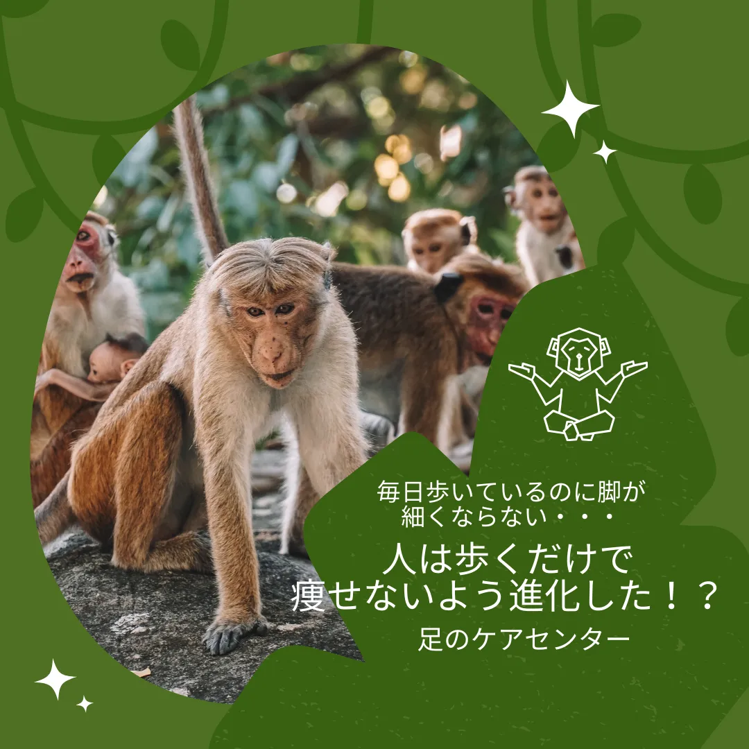 毎日歩いているのに脚が細くならない・・・人は歩くだけで痩せないよう進化した!?