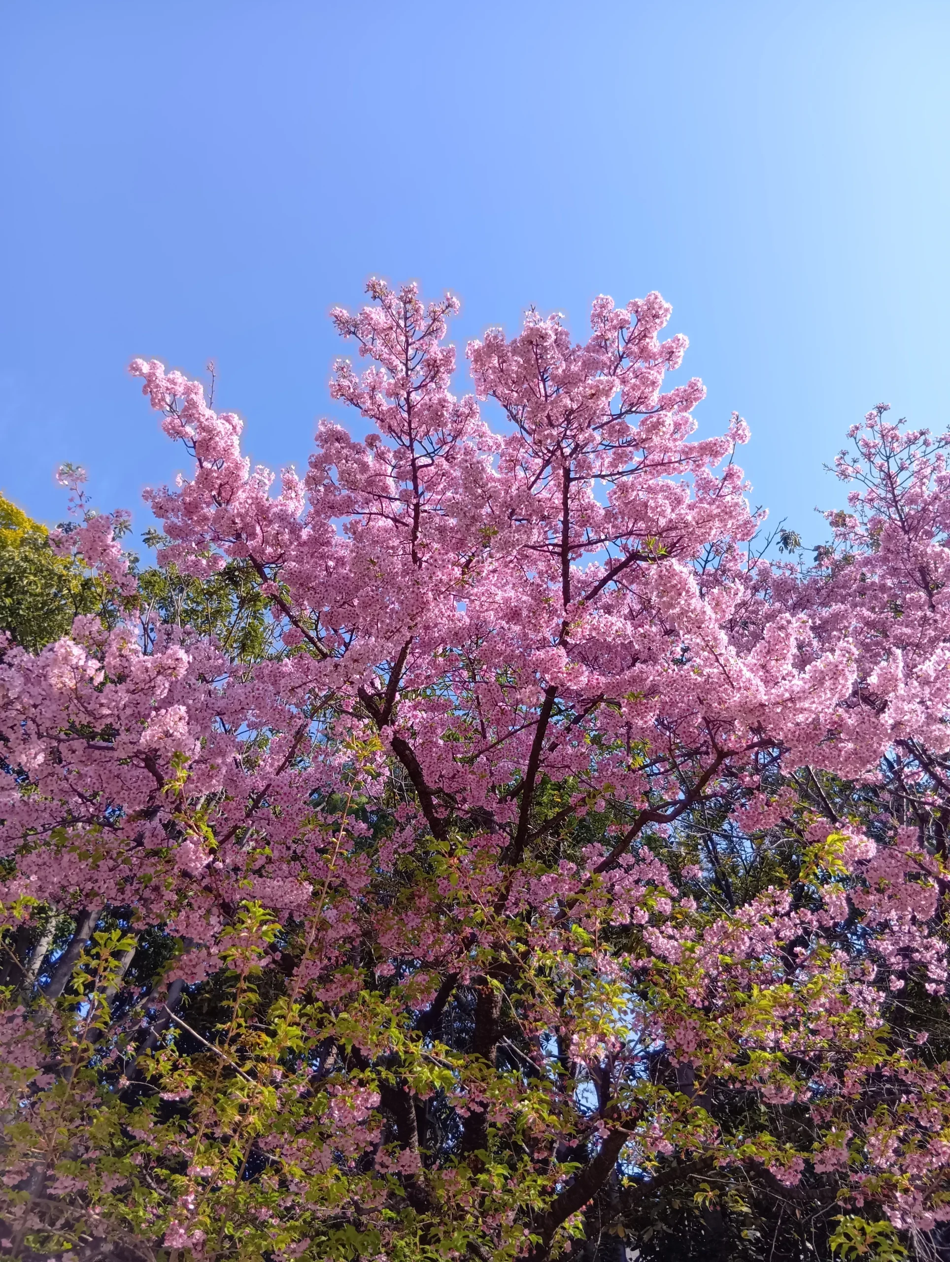 何の桜でしょうか?