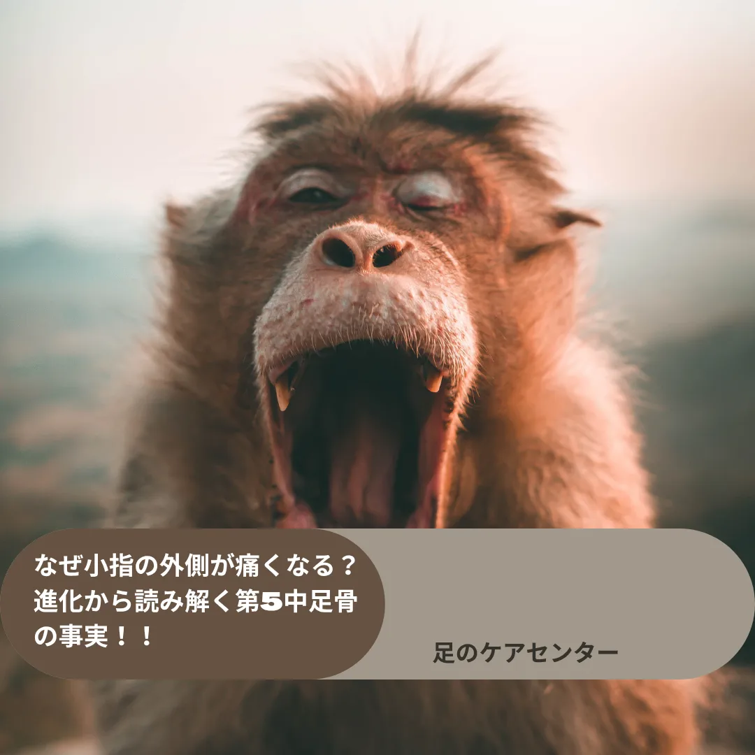 なぜ小指の外側が痛くなる?進化から読み解く第5中足骨の事実!!