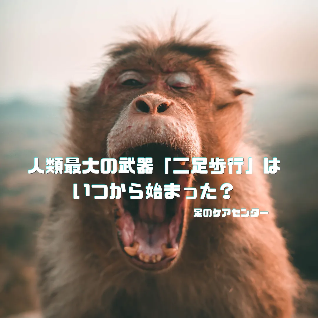 人類最大の武器「二足歩行」はいつから始まった？